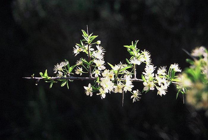 Prunus ramburii  -   ENDEMISMO IBERICO